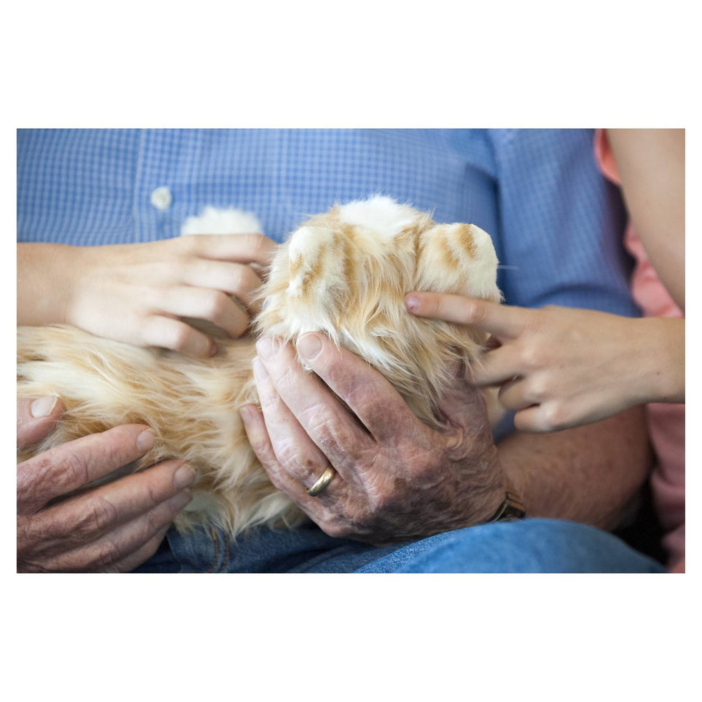 Orange Tabby Cat U1027