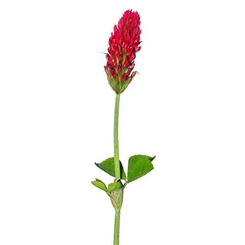 Crimson Clover Seeds, 25 lb Bulk, Non-GMO, Open Pollinated, Perennial, Heirloom, Clay Coated Z675