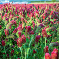 Crimson Clover Seeds, 25 lb Bulk, Non-GMO, Open Pollinated, Perennial, Heirloom, Clay Coated Z675